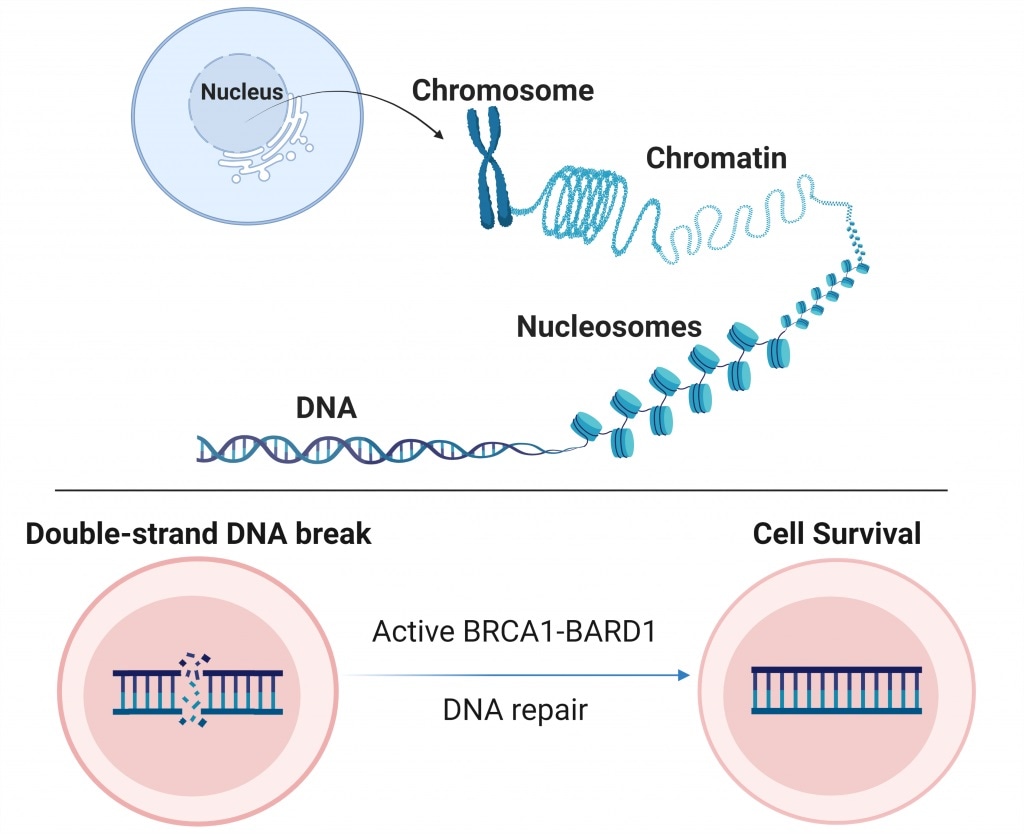 Study on protein complex could help support cancer prevention efforts, drug development