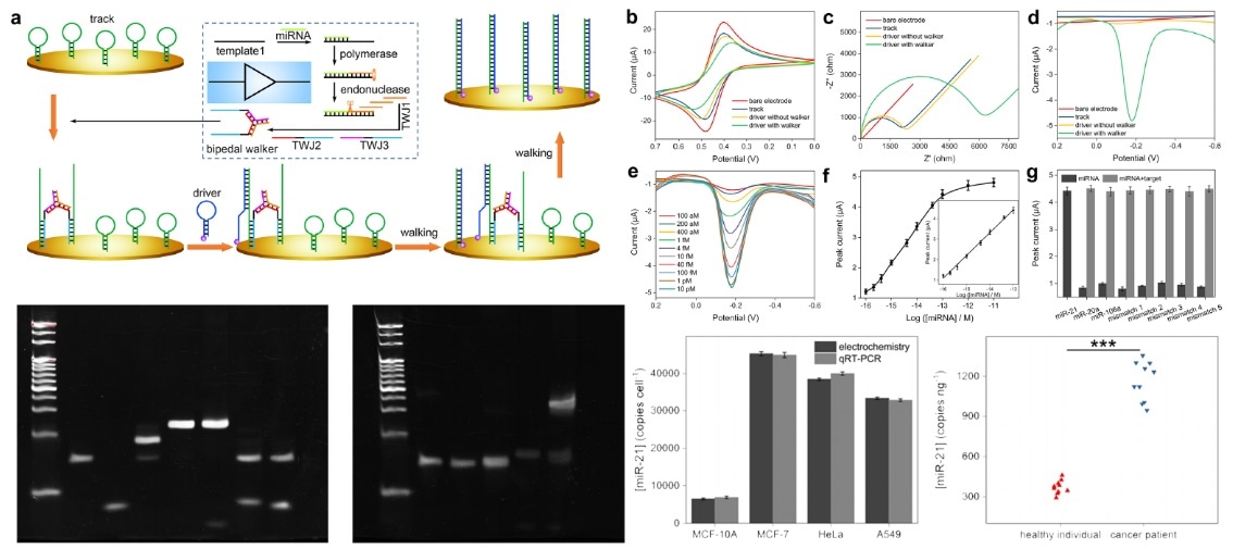 DNA logic circuits fabricated for performing extensive biomedical applications