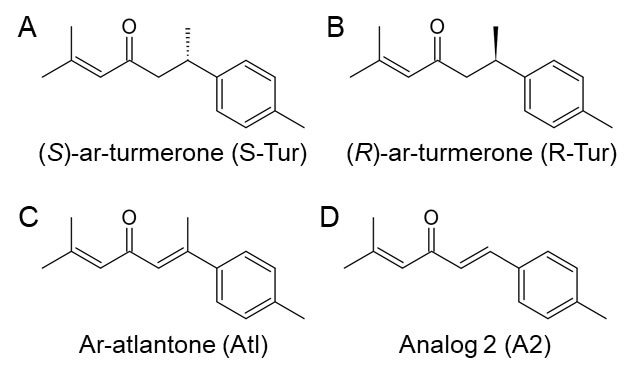 Study discloses neuroprotective properties of aromatic turmerone and its derivatives