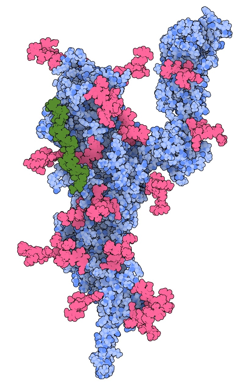 COVID-19’s emerging variants could be treated with a new anticoagulant drug