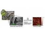 New technique to upcycle beer industry waste hops into cellulose nanofibers