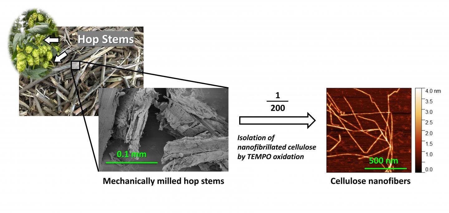 New technique to upcycle beer industry waste hops into cellulose nanofibers