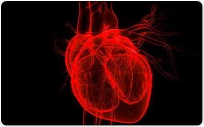 Study analyzes the role of heart cell protein as a potential therapeutic for heart failure