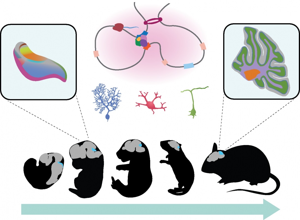 Study decodes genetic program responsible for development of mammalian cerebellum