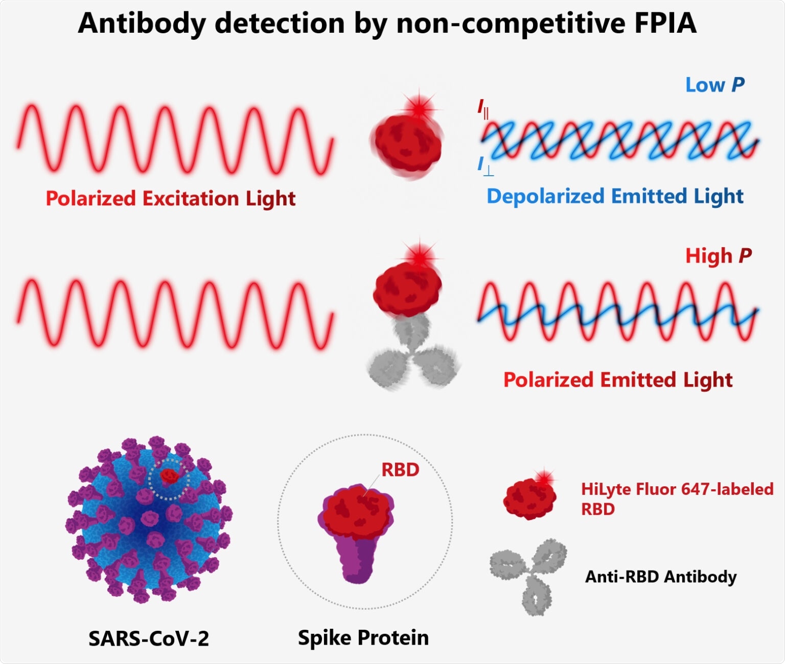 Rapid, more accurate test to detect antibodies against SARS-CoV-2 spike protein