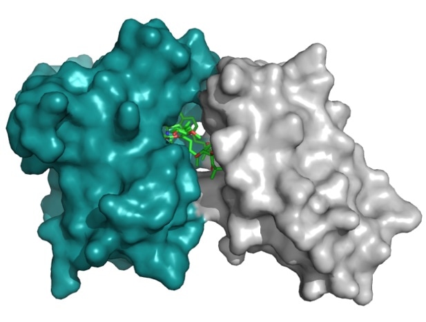 New screening method allows identification of drugs that glue proteins together