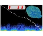 Study reveals the basis of oxygenation fluctuations in brain