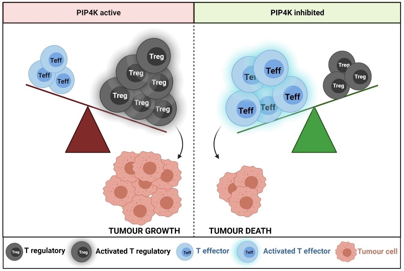 New advancement could improve immune system’s ability to search, destroy tumor