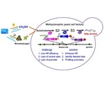 Researchers establish efficient genetic engineering platform in Pichia pastoris