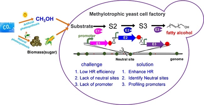 Researchers establish efficient genetic engineering platform in Pichia pastoris