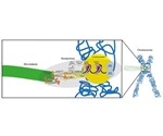 Kinetochore modeling could help create artificial chromosomes