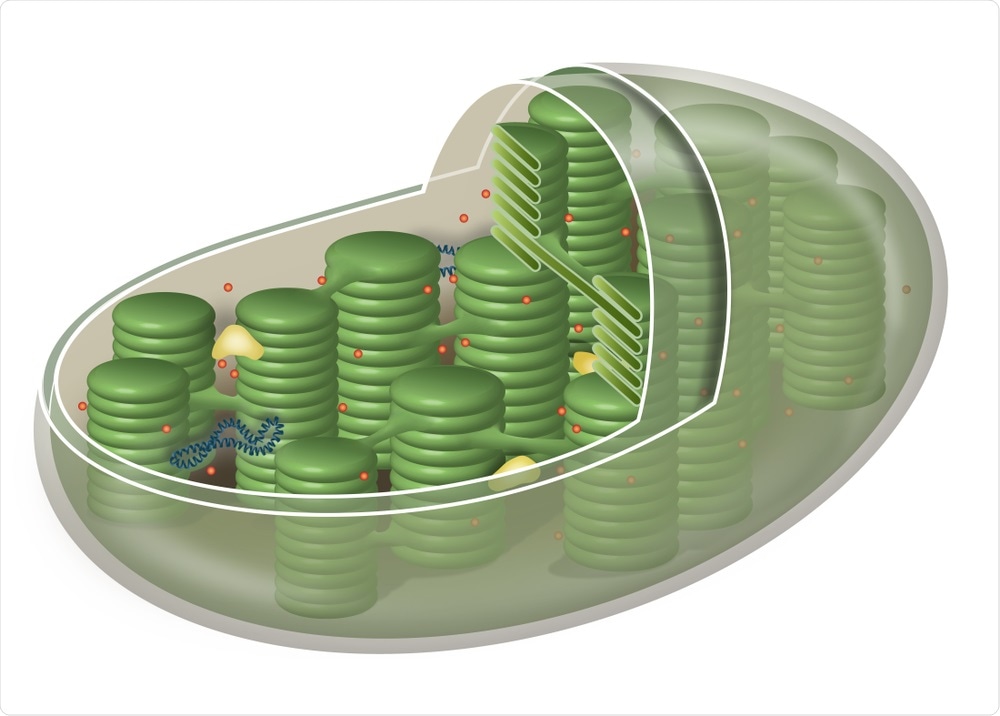 Chloroplasts in Plant Cell Chloroplasts in Plant Cell