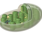 New technique can edit plant chloroplasts without leaving any heritable changes