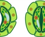 Optogenetic control of stomatal guard cells could help prevent transpiration in plants