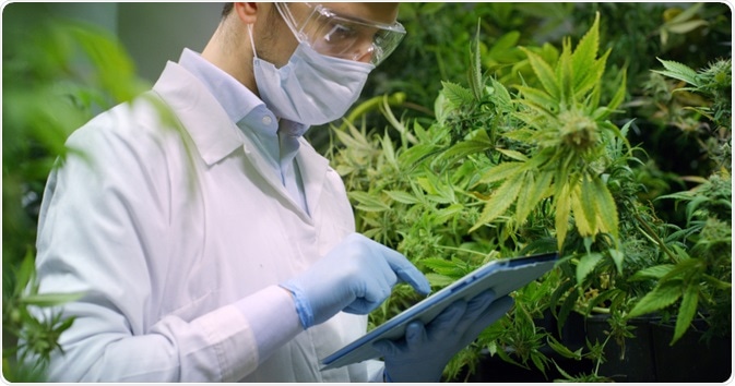 Cannabis Analysis Cannabis Analysis
