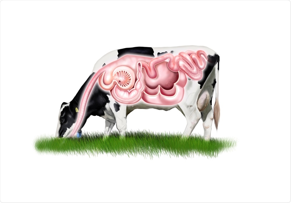 Cows Digestive System Cows Digestive System