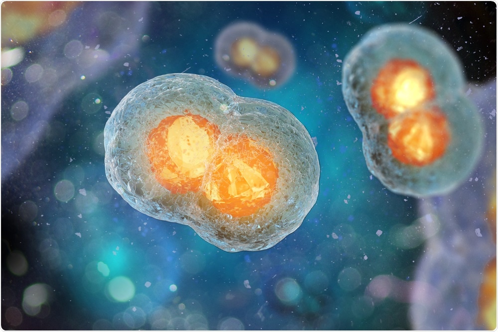 Cell Division Cell Division