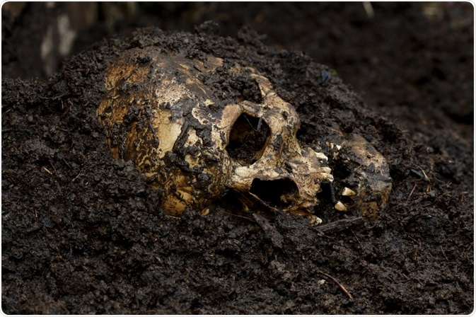 Skull buried in soil Skull buried in soil