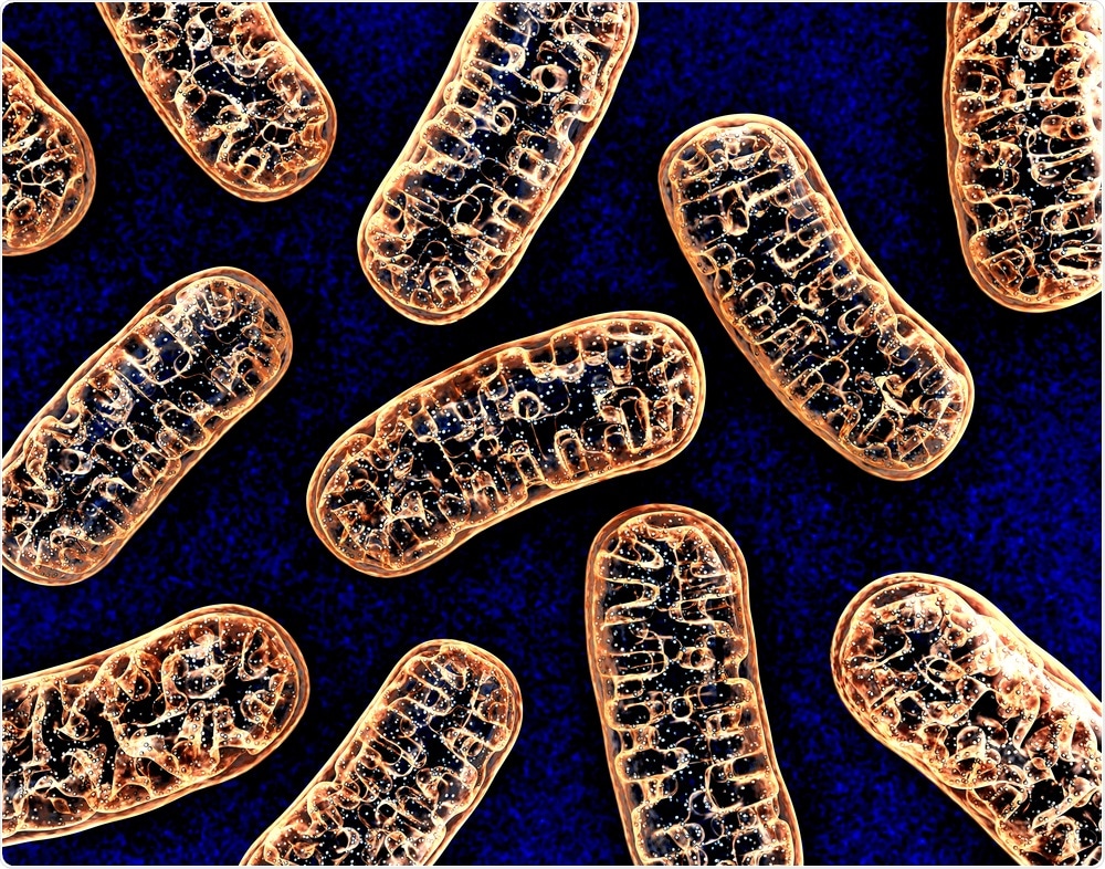 Mitochondria Mitochondria