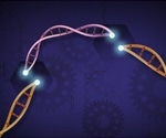 Researchers seek to develop a genome editing pipeline in carrots