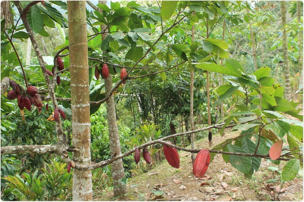 Genomic structural variant analysis provides clues on plant diversity