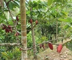 Genomic structural variant analysis provides clues on plant diversity