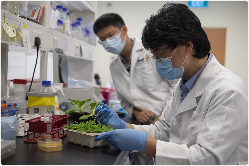 Study unravels key mechanism by which Xanthomonas bacteria infect crops