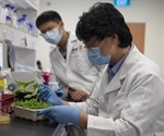 Study unravels key mechanism by which Xanthomonas bacteria infect crops