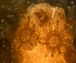 Study isolates infection-fighting immune cells in cauliflower coral and starlet sea anemone
