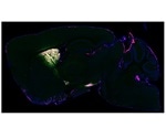 Scientists develop new tool to identify neuronal proteins in animal models