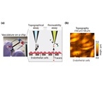 Study utilizes scanning probe microscopy to analyze organ-on-a-chip