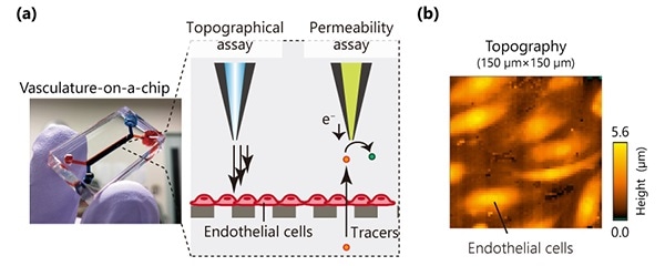 Study utilizes scanning probe microscopy to analyze organ-on-a-chip