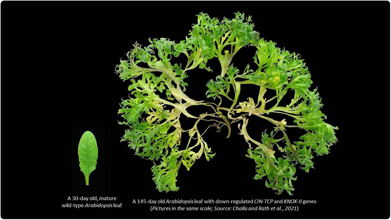 Study identifies gene families responsible for simple leaf development