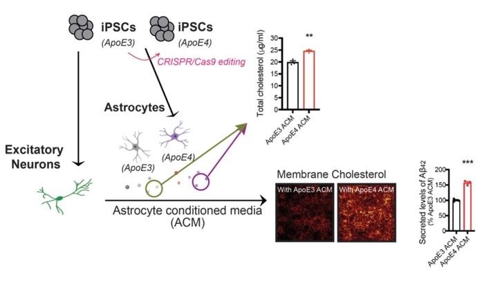 Brain cholesterol promotes toxic amyloid plaque formation in Alzheimer’s disease
