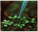 Study shows plants reuse secondary metabolites in primary metabolism