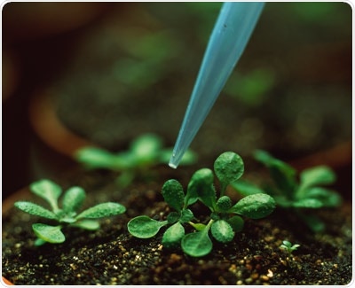 Study shows plants reuse secondary metabolites in primary metabolism