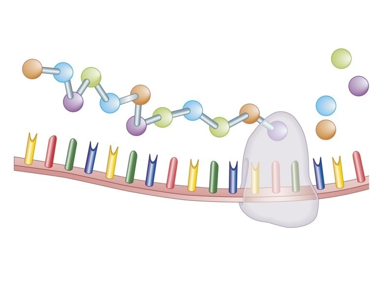 Study analyzes the role of eIF4A3 protein in cancer cell growth