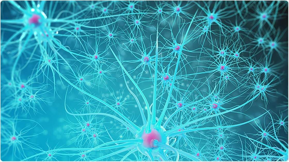 Research reveals Alzheimer’s protein accumulates inside nerve cells