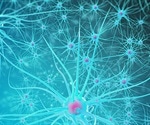 Research reveals Alzheimer’s protein accumulates inside nerve cells