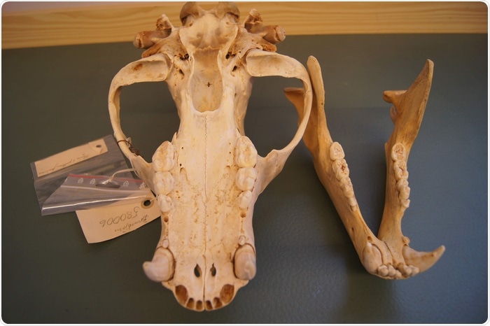 Study traces antibiotic impact by analyzing the oral microbiome of bears