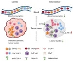 New molecule can effectively deplete cancer-protecting cells inside tumors