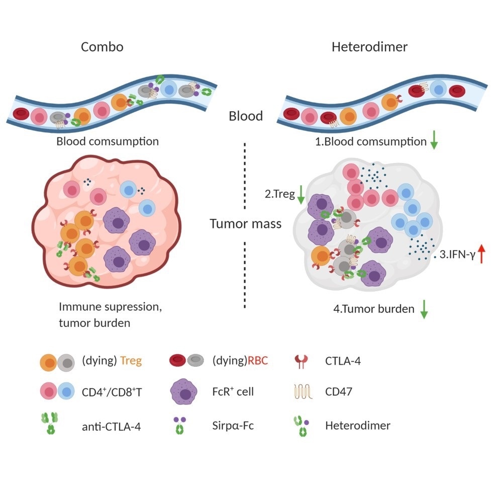 New molecule can effectively deplete cancer-protecting cells inside tumors