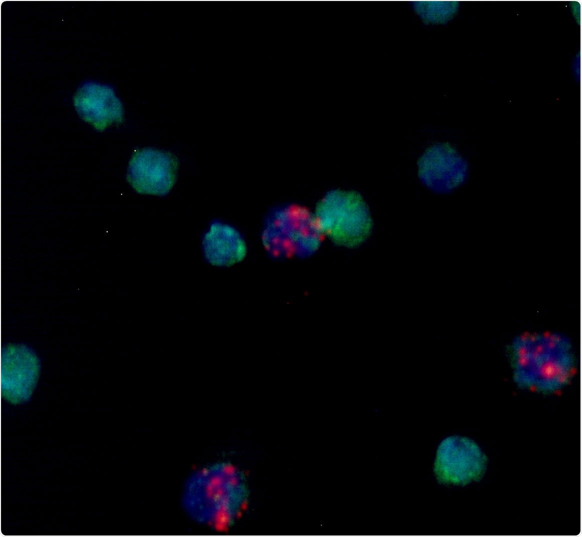 Researchers identify new forms of mosquito immune cells