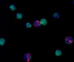 Researchers identify new forms of mosquito immune cells