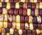 Researchers identify genome sequences of 26 corn strains