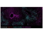 Study details how immature innate lymphoid cells become effector cells