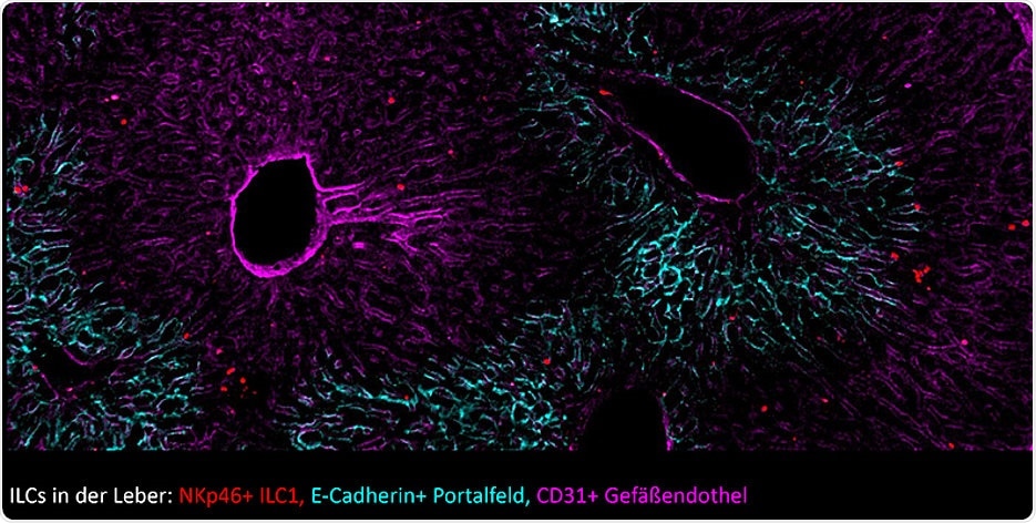 Study details how immature innate lymphoid cells become effector cells