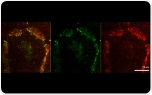 Study identifies molecular mechanisms that promote cell-to-cell adhesion, communication