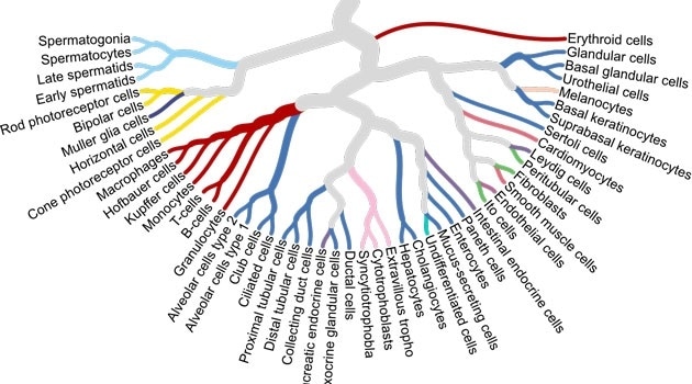 Study exhibits single cell type map of human tissues