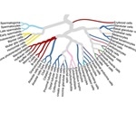 Study exhibits single cell type map of human tissues